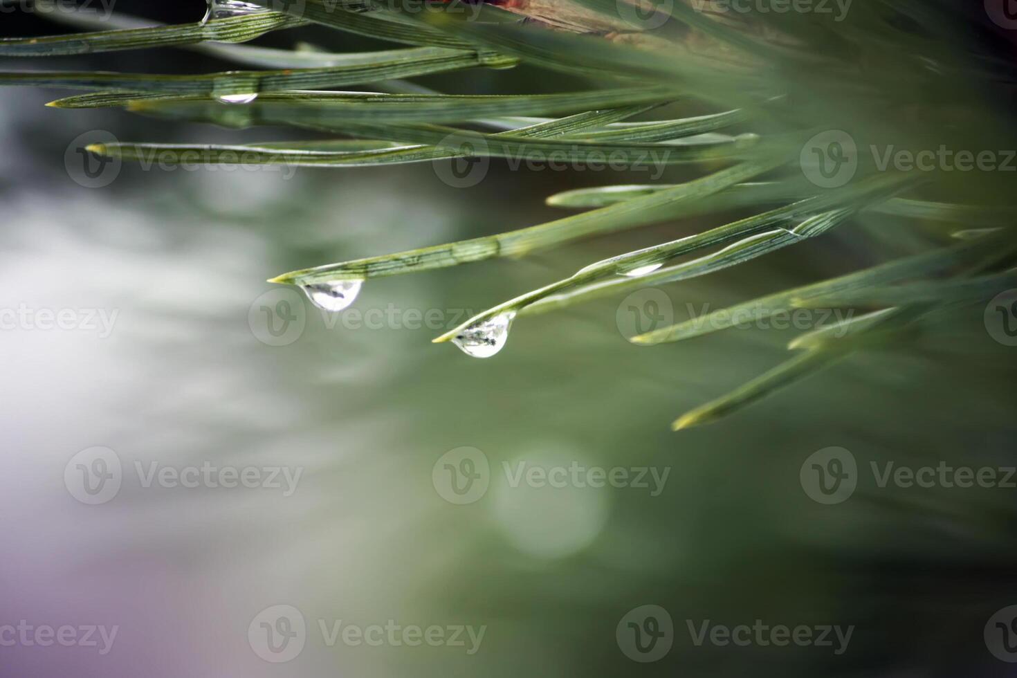 Beautiful pine tree branches photo