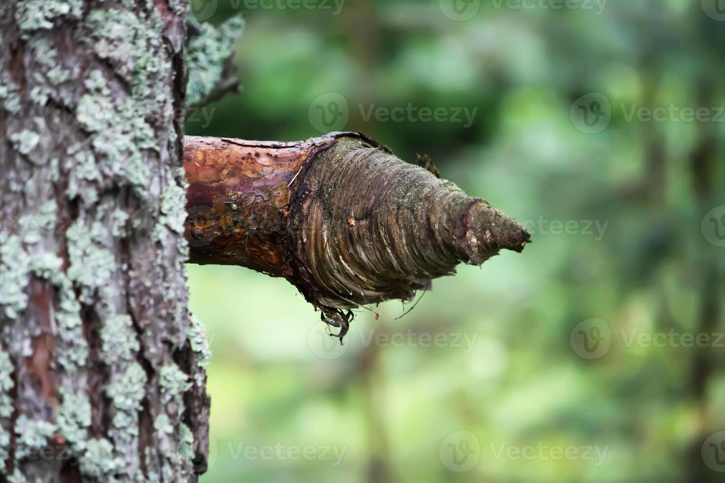 Pine tree branch in arrow form in a summer forest. photo