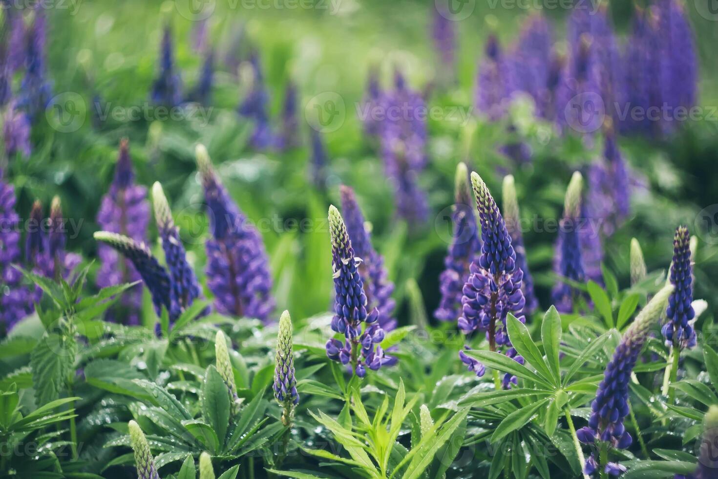 Close-up of wild purple lupines flowers. photo