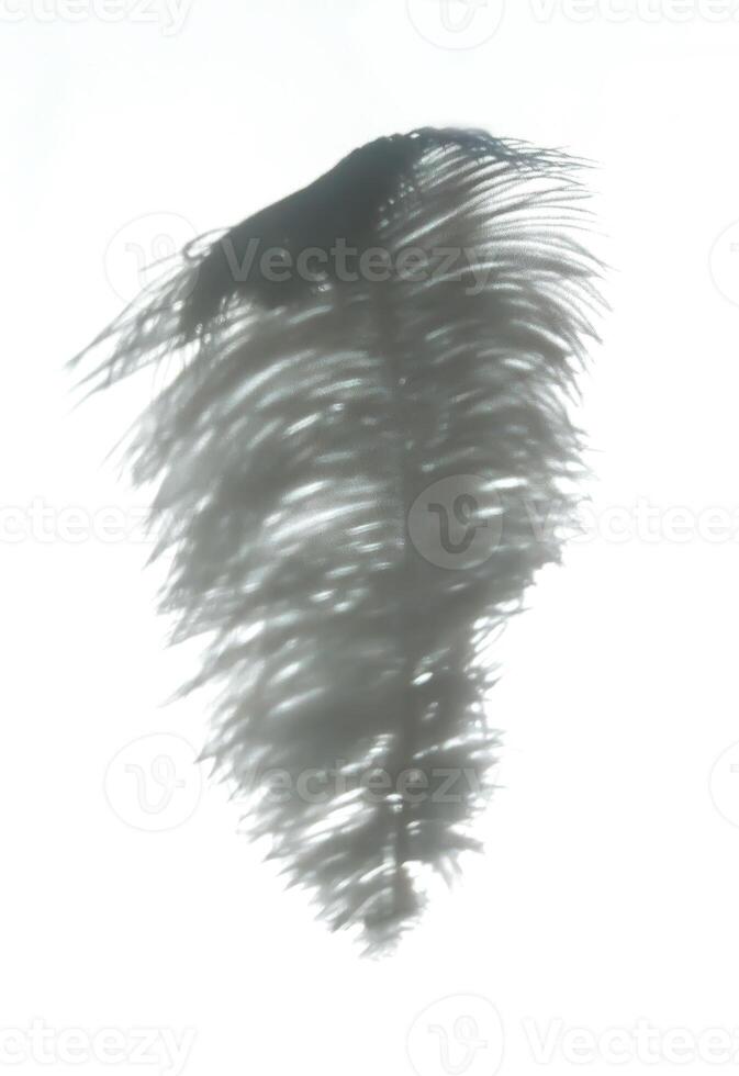 Ostrich feather and shadows on light background photo
