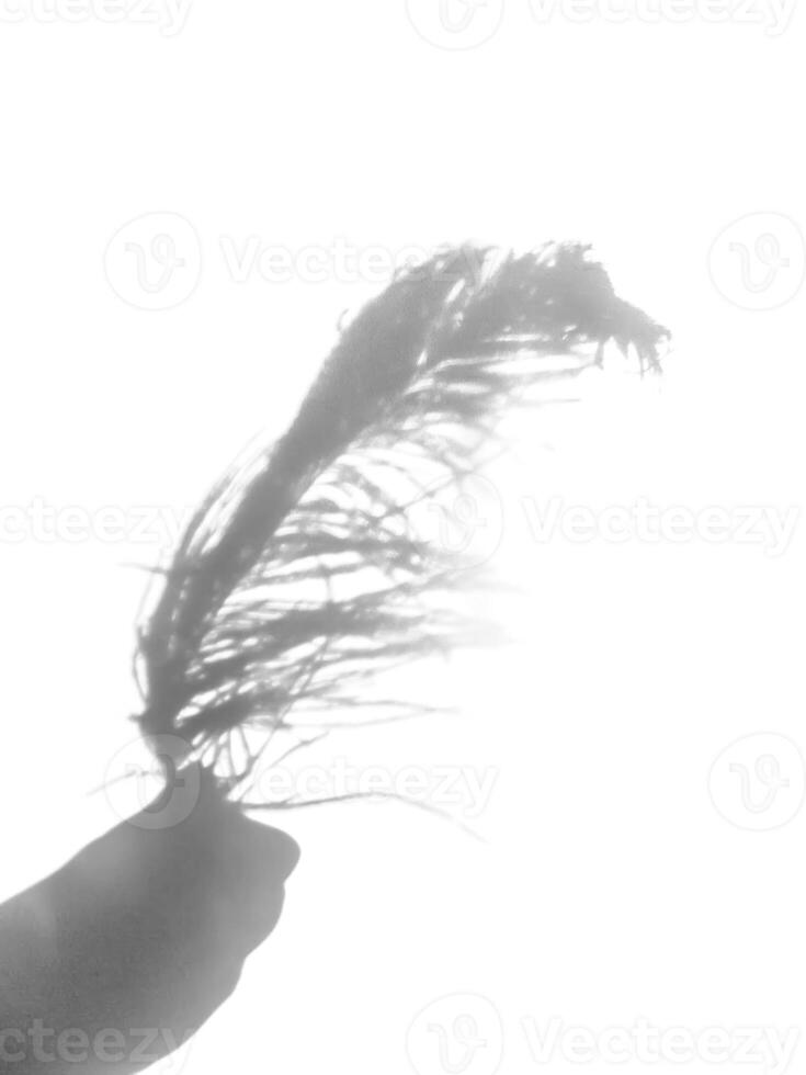 Ostrich feather and shadows on light background photo