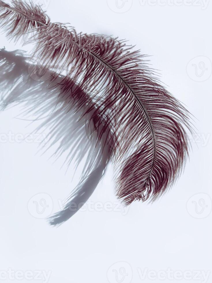 Ostrich feather and shadows on light background photo