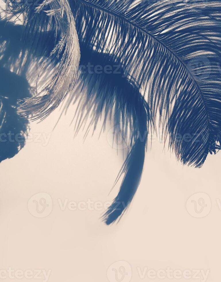 Ostrich feather and shadows on light background photo