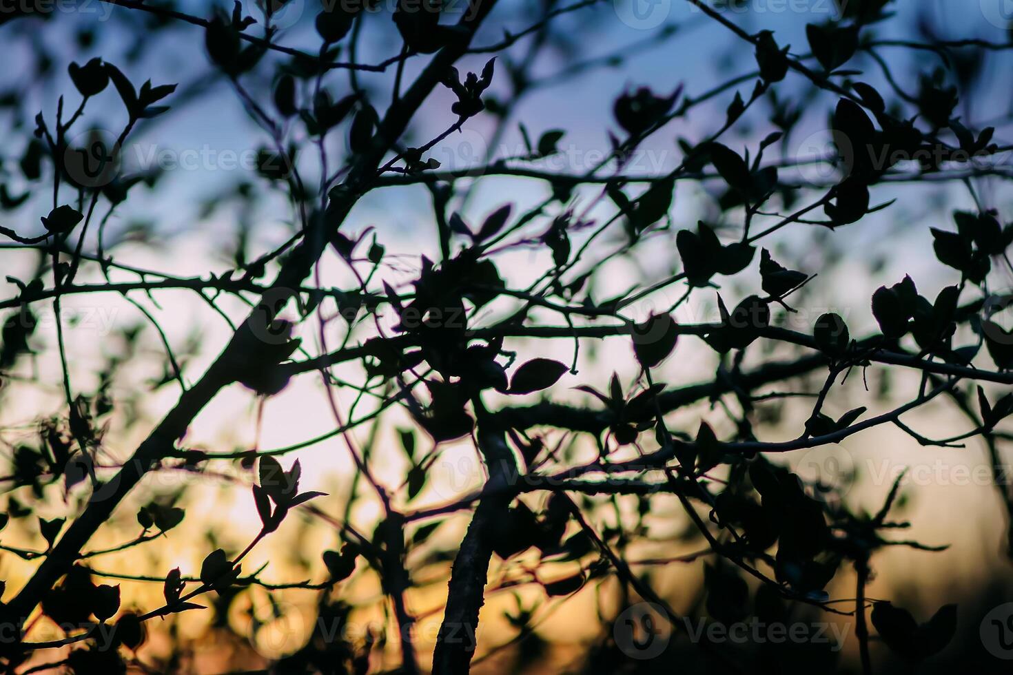 Tree branches on evening sky background in spring garden. photo