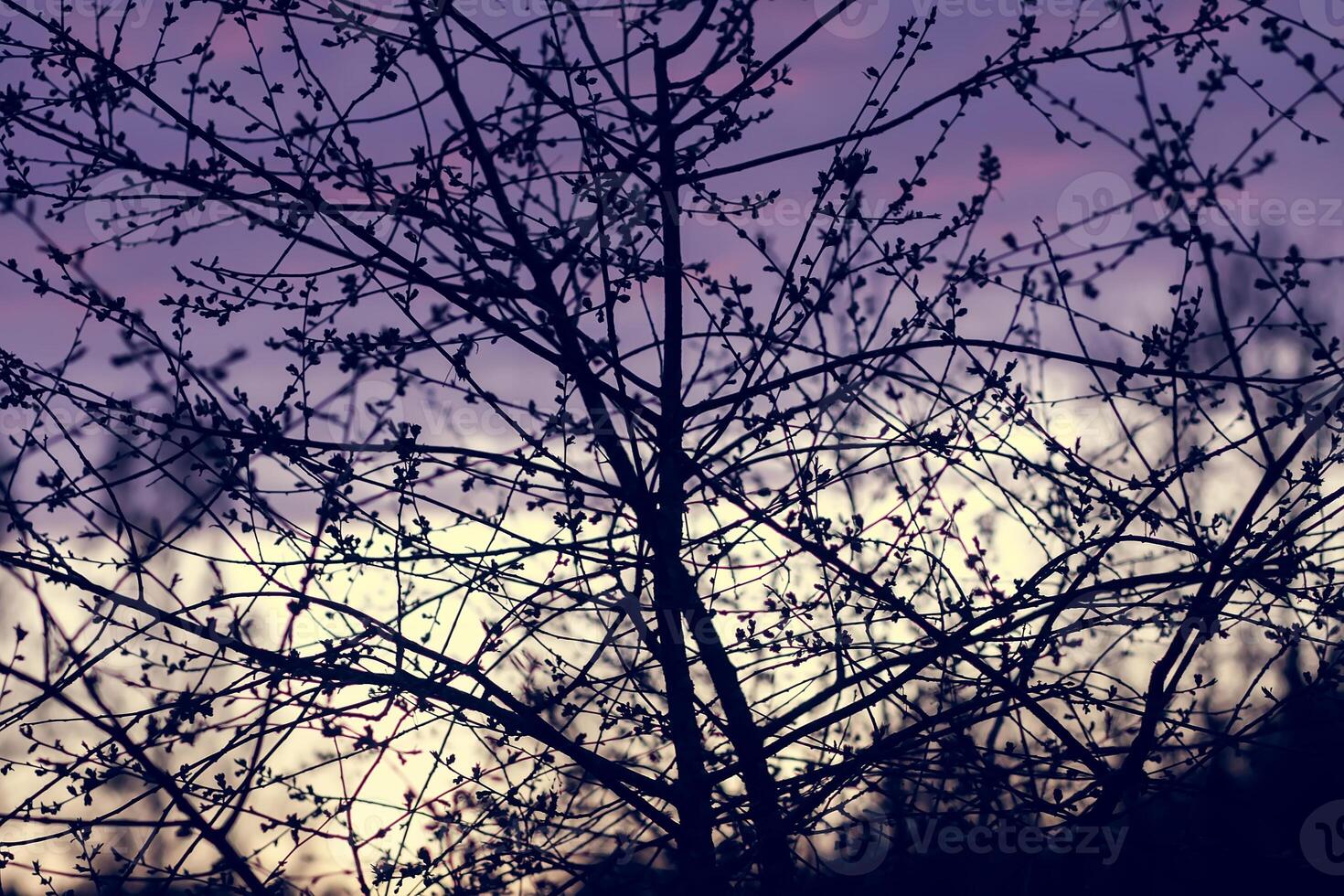 Tree branches on evening sky background in spring garden. photo