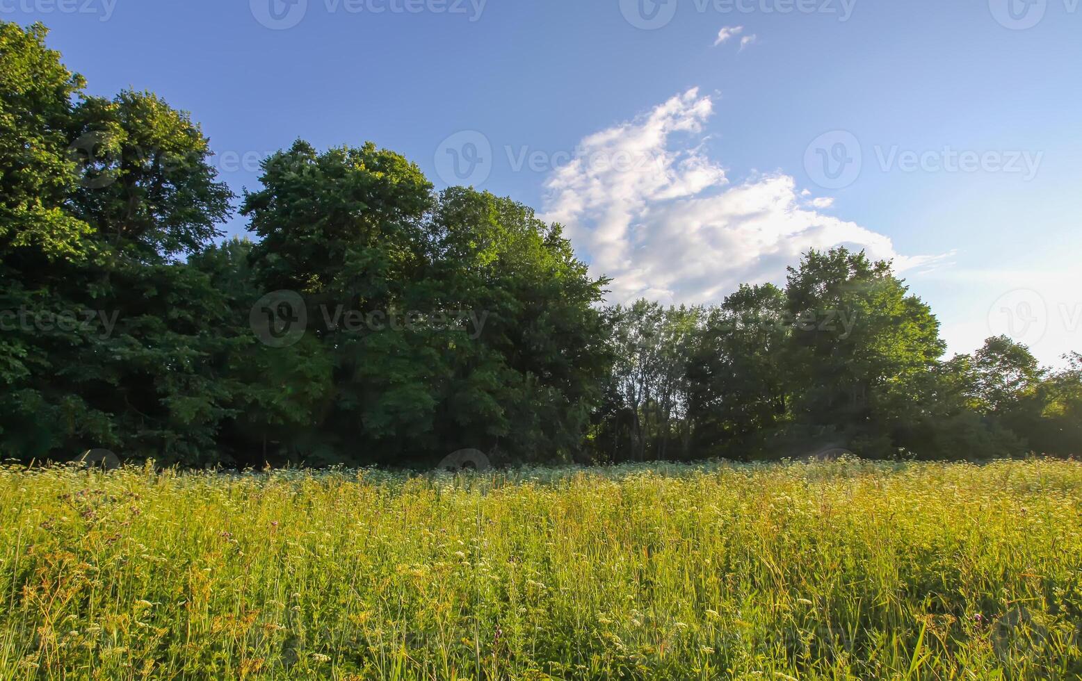 Sunny summer landscape. photo
