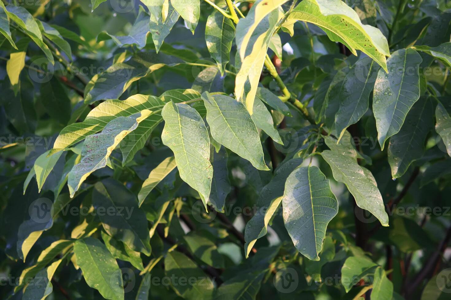 green wallnut leaves photo