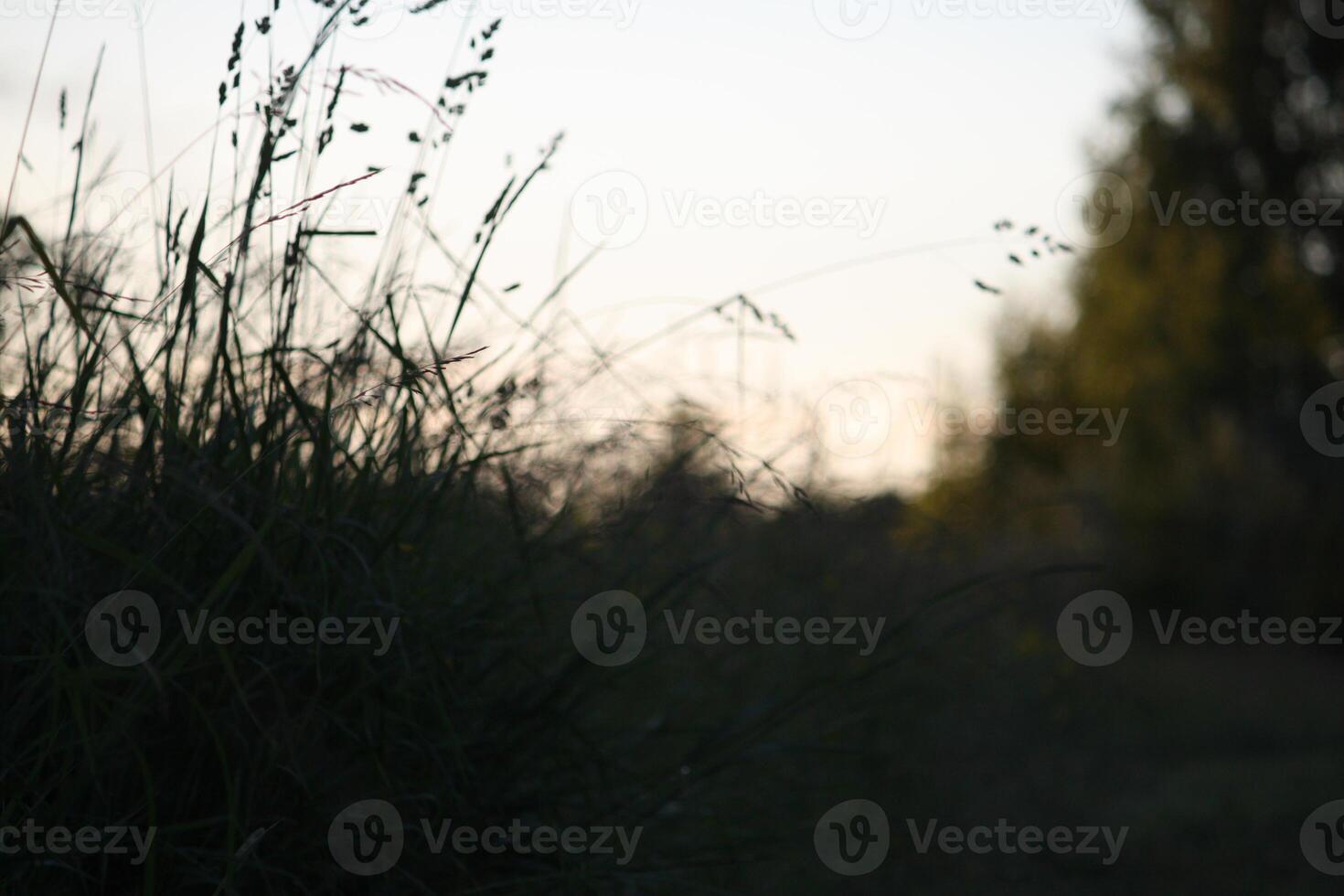 Green grass field photo