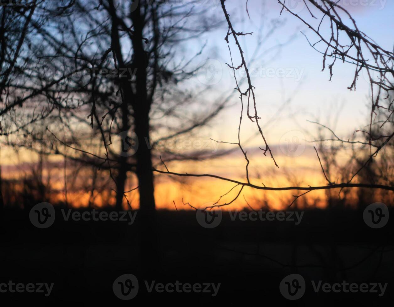 Silhouettes of branches of a tree in the dawn sun photo
