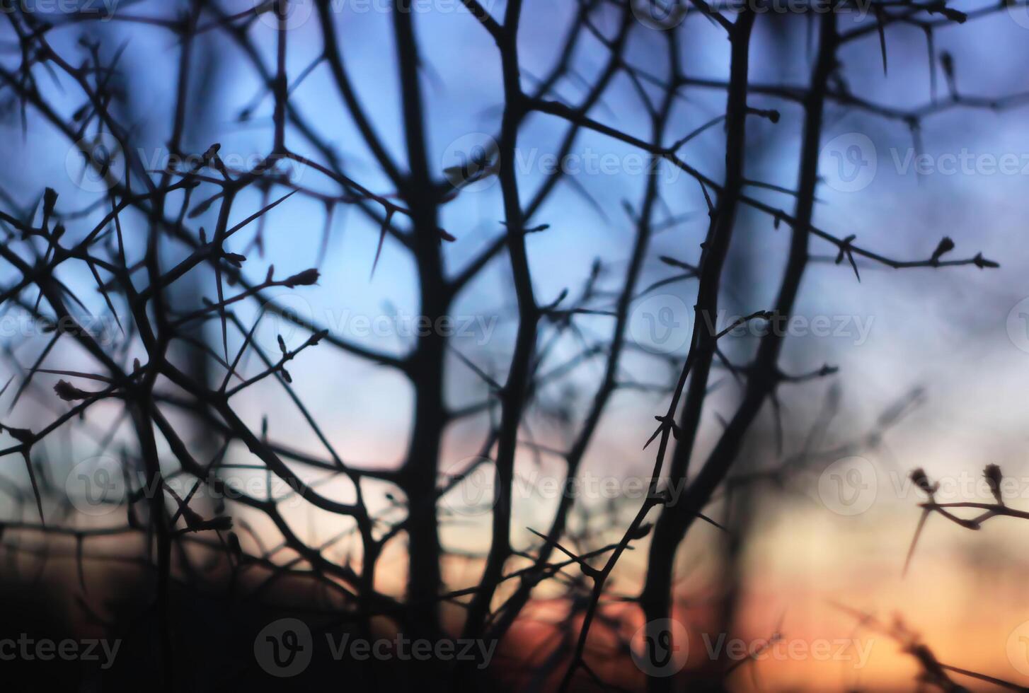 Silhouettes of branches of a tree in the dawn sun photo