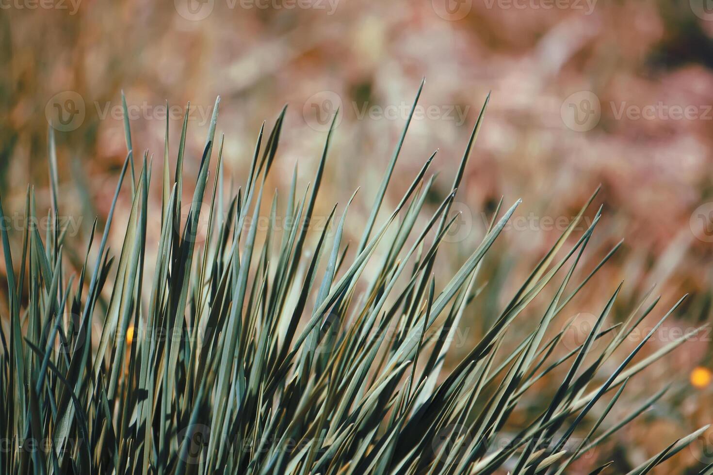 Fresh green spring grass photo