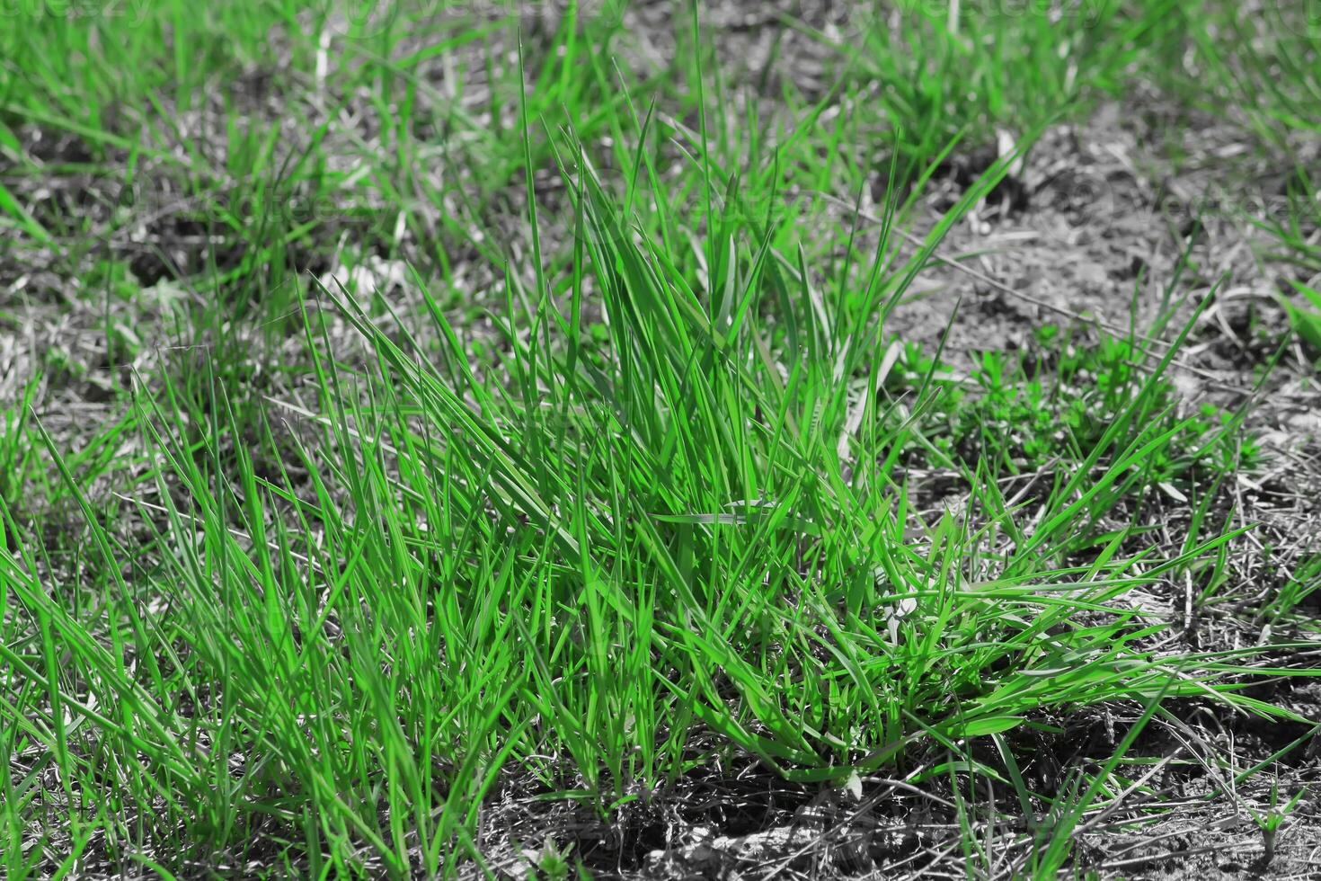 Fresh green spring grass photo