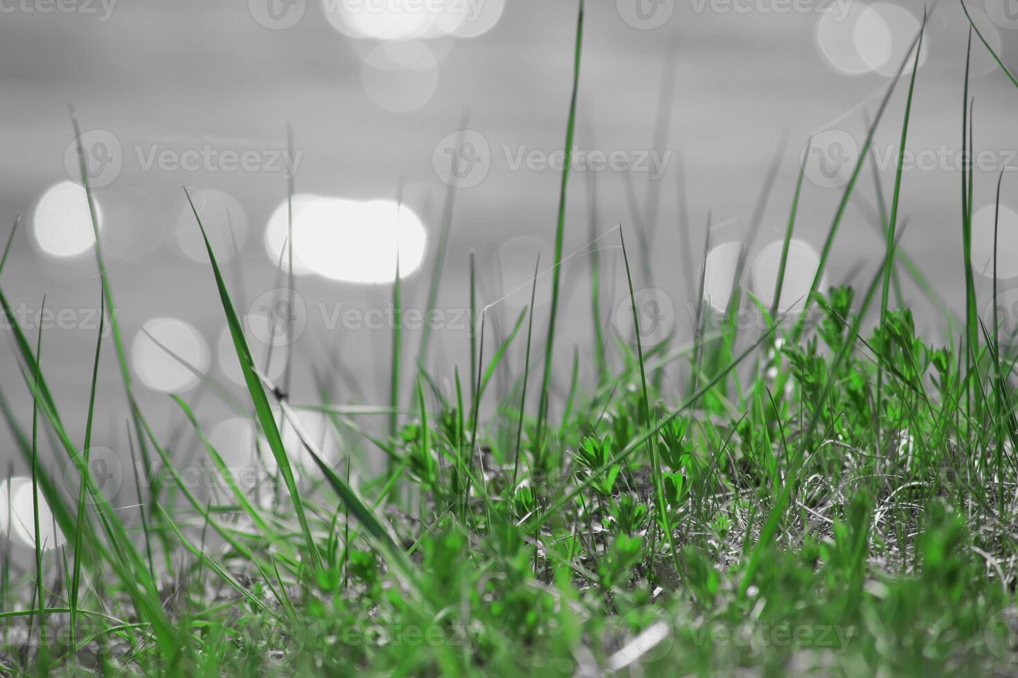 Fresh green spring grass photo