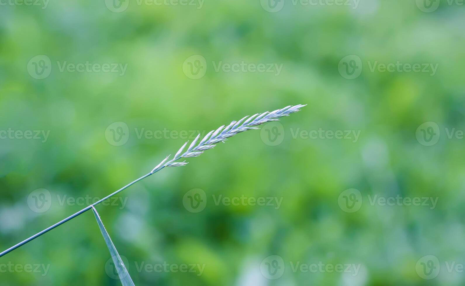 Green grass on a field close up. photo