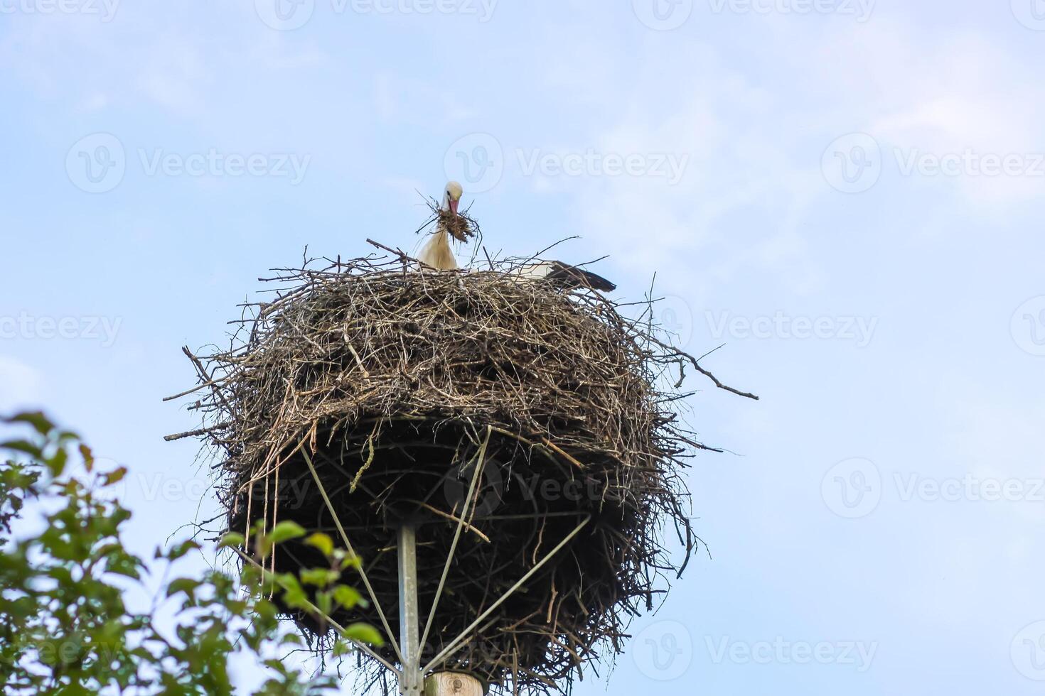 Stork bird on the nest. photo
