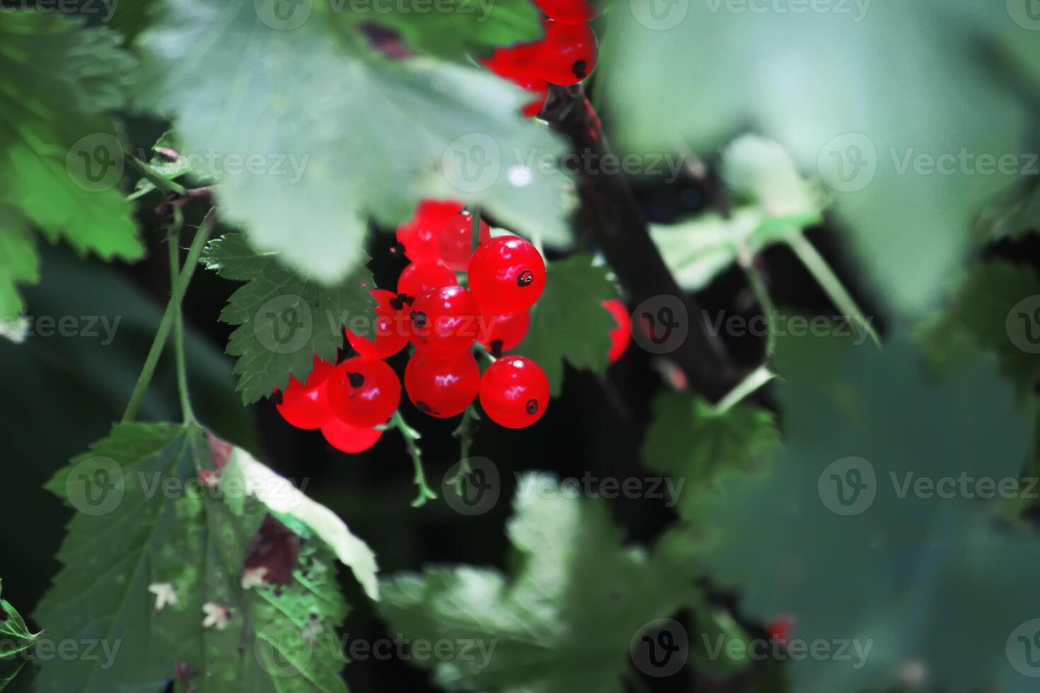 Red currants on a bush photo