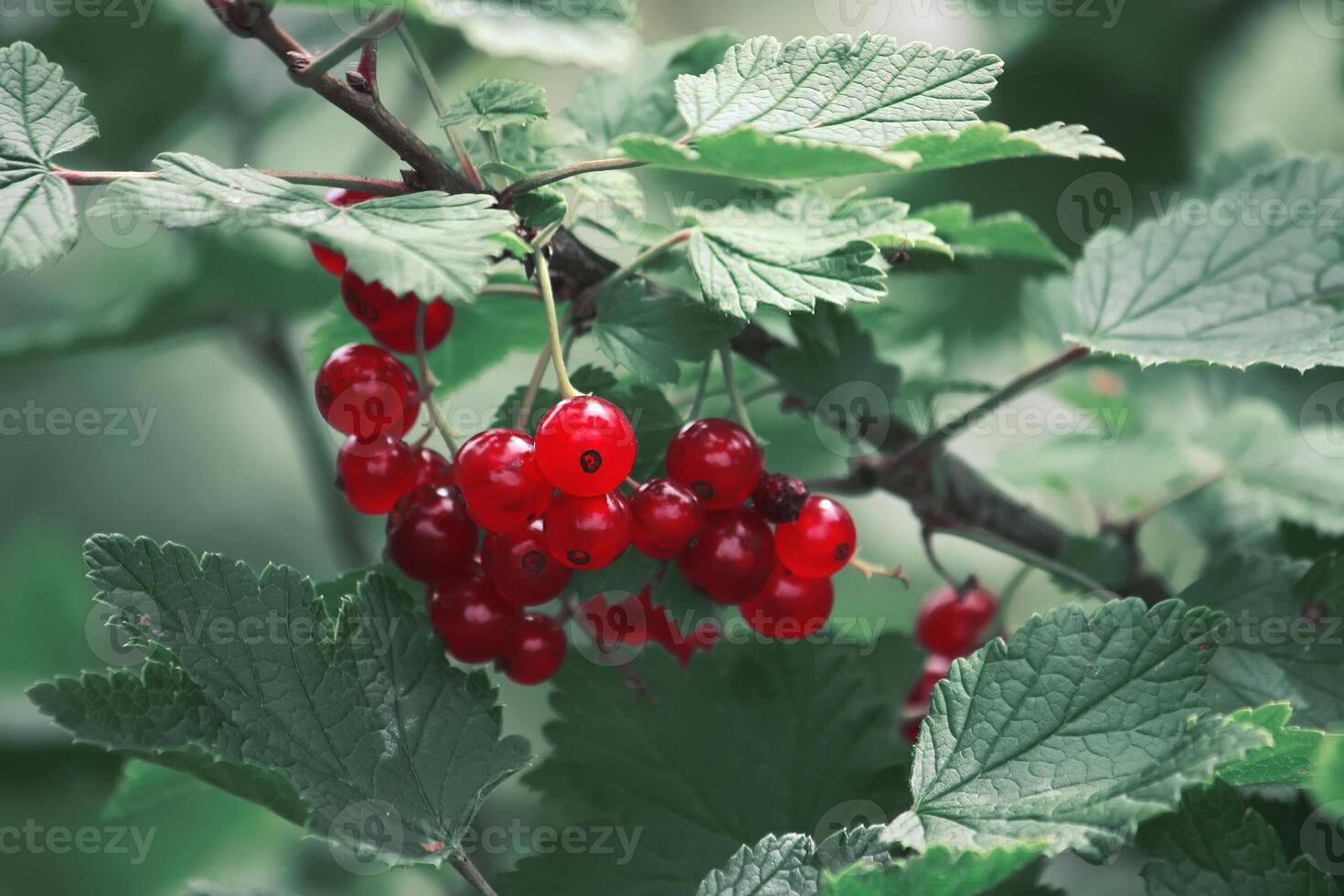 Red currants on a bush photo