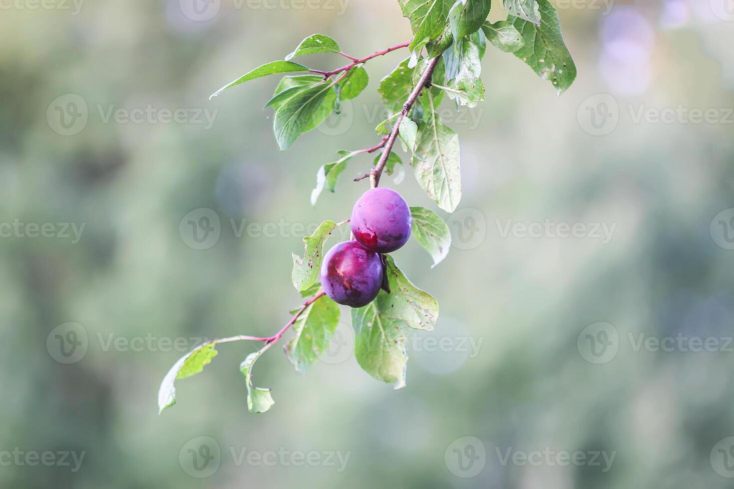 Ripe organic fresh plum fruits on tree branches in summer garden photo