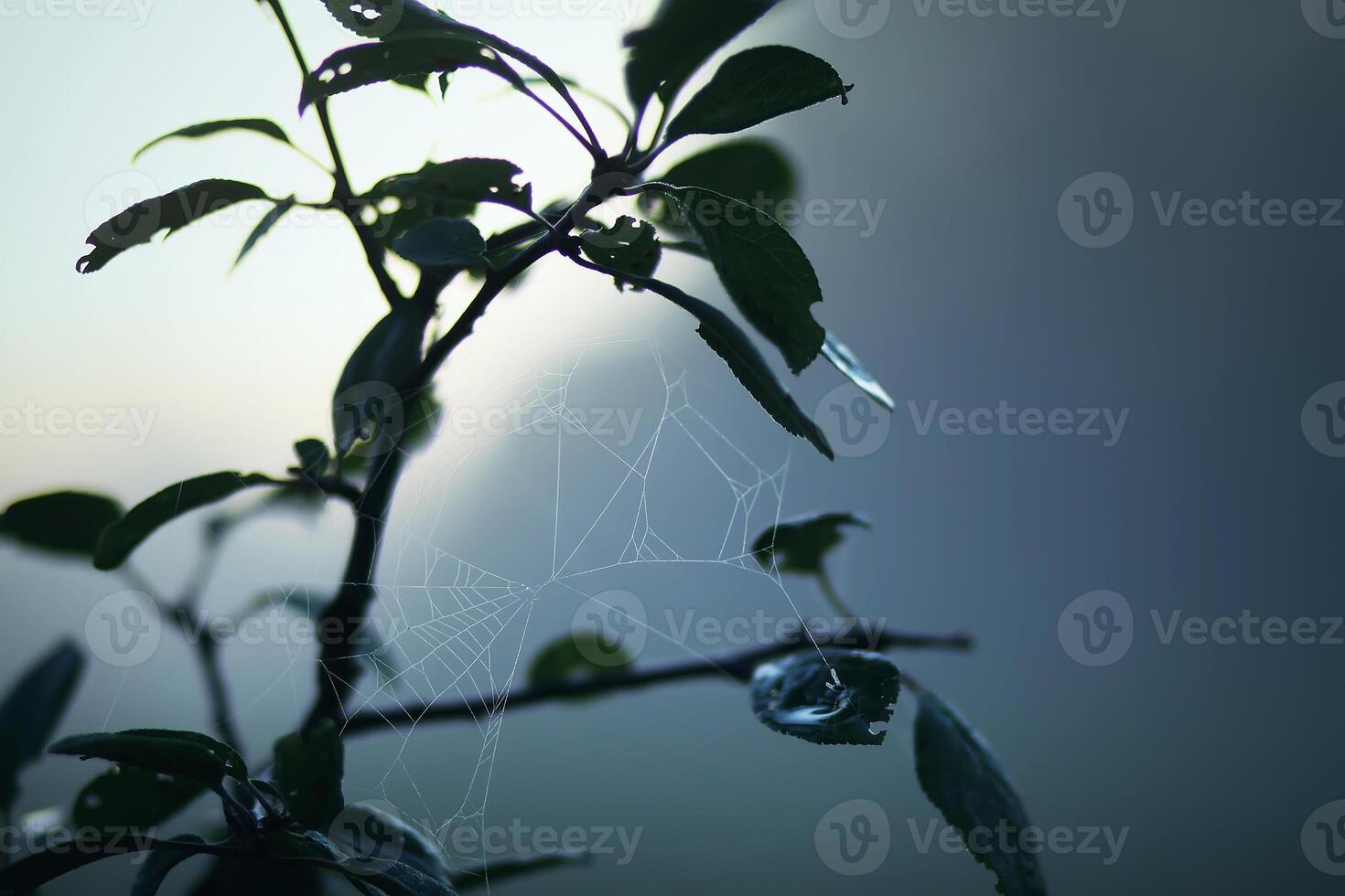 Plum tree in evening mist photo