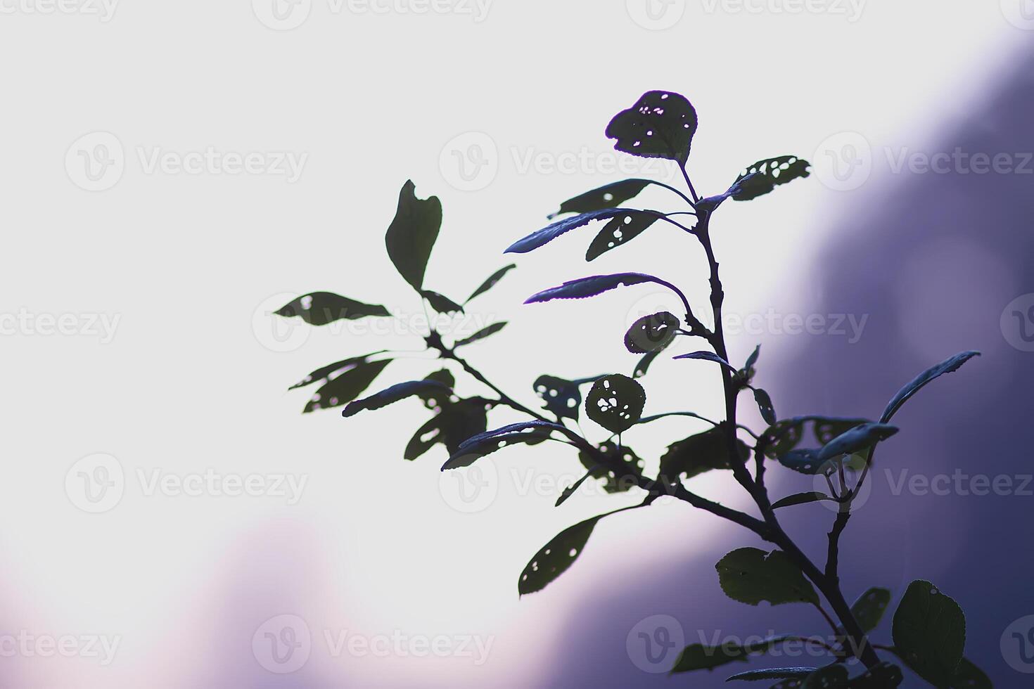 Plum tree in evening mist photo