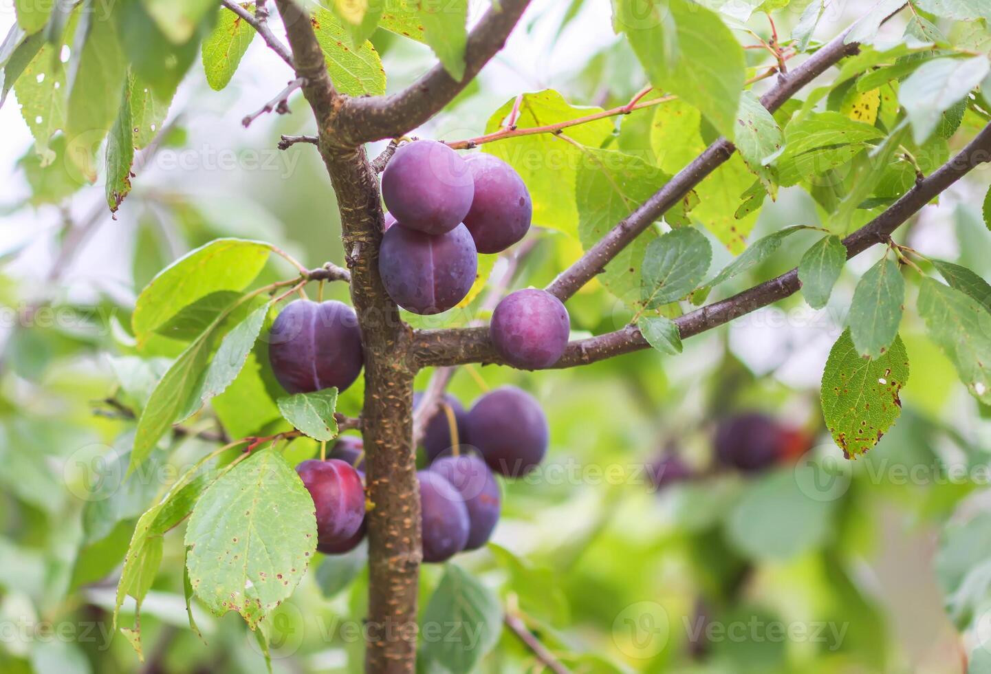 Ripe juicy fruits on a plum tree in summer garden. Fresh organic plums growing in countryside photo