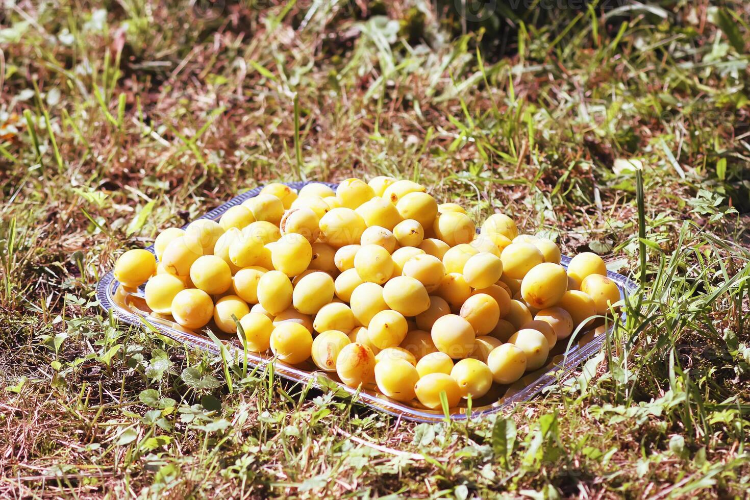 Yellow plums. Fresh sweet ripe and overripe fruits ina tray on green summer grass in the garden. photo