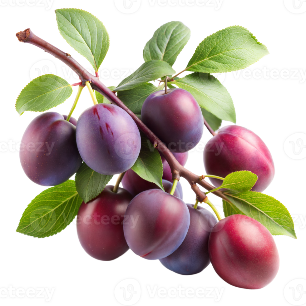 Cluster of ripe plums on branch with green leaves png