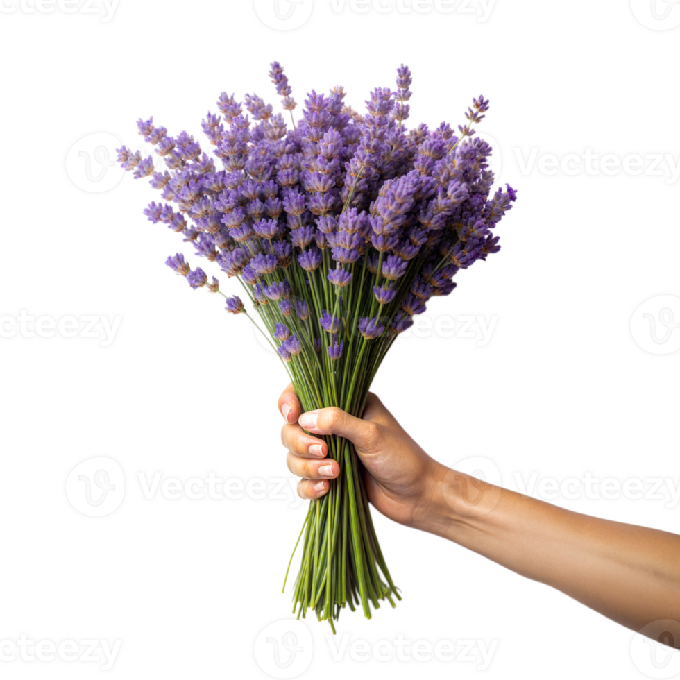 Hand halten ein Strauß von Lavendel Blumen auf transparent Hintergrund png