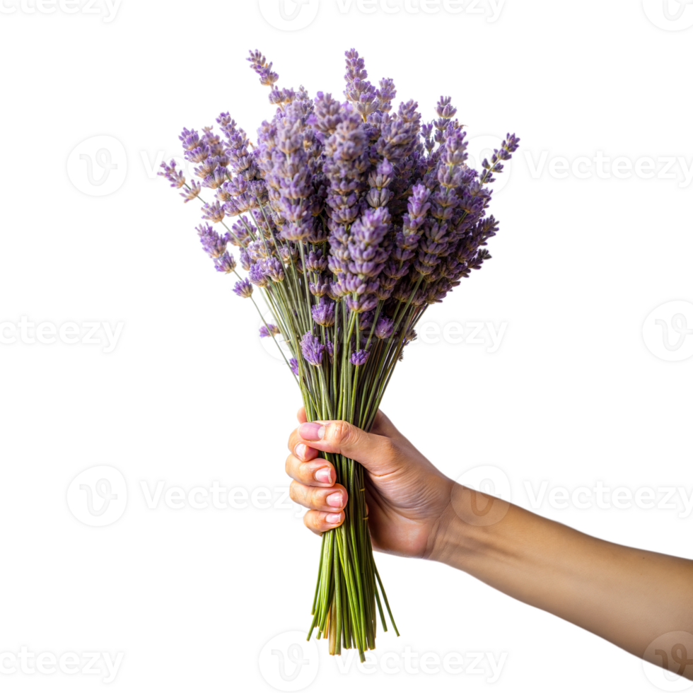 Hand holding a bunch of fresh lavender flowers png