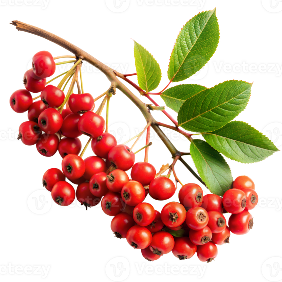 Vibrant red berries on a branch with green leaves png