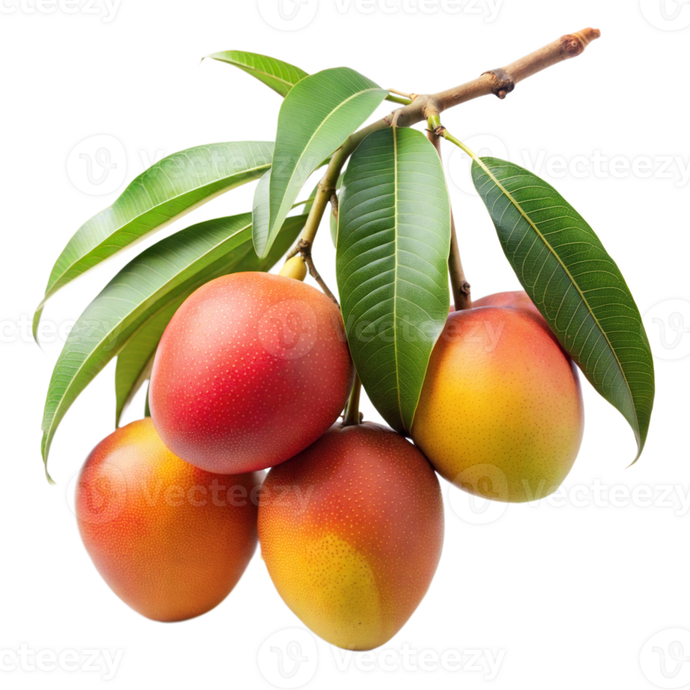 Fresh ripe mangoes hanging from tree branch png