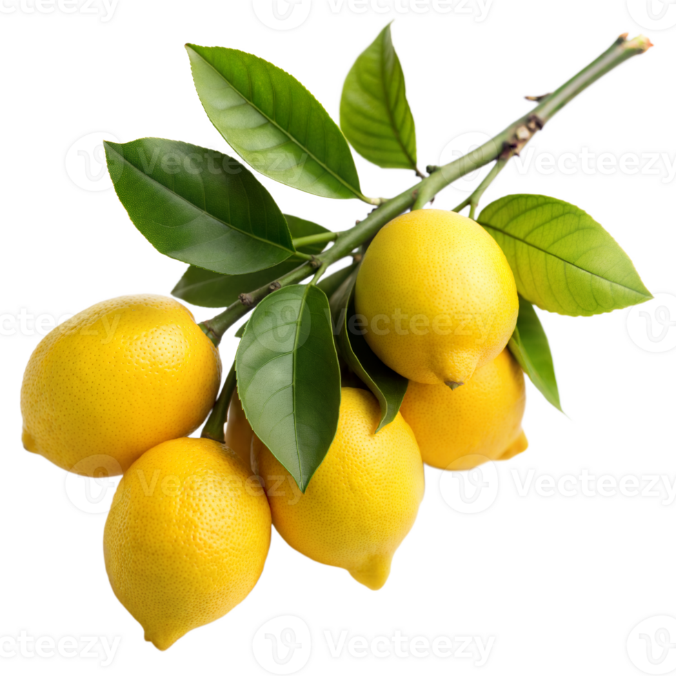 Fresh ripe lemons with green leaves on a branch png