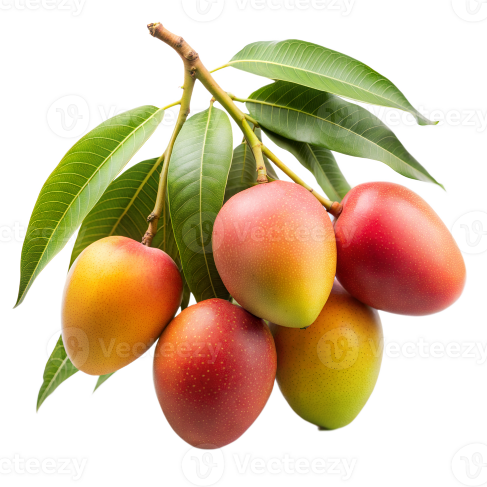 Fresh ripe mangoes with green leaves on branch png