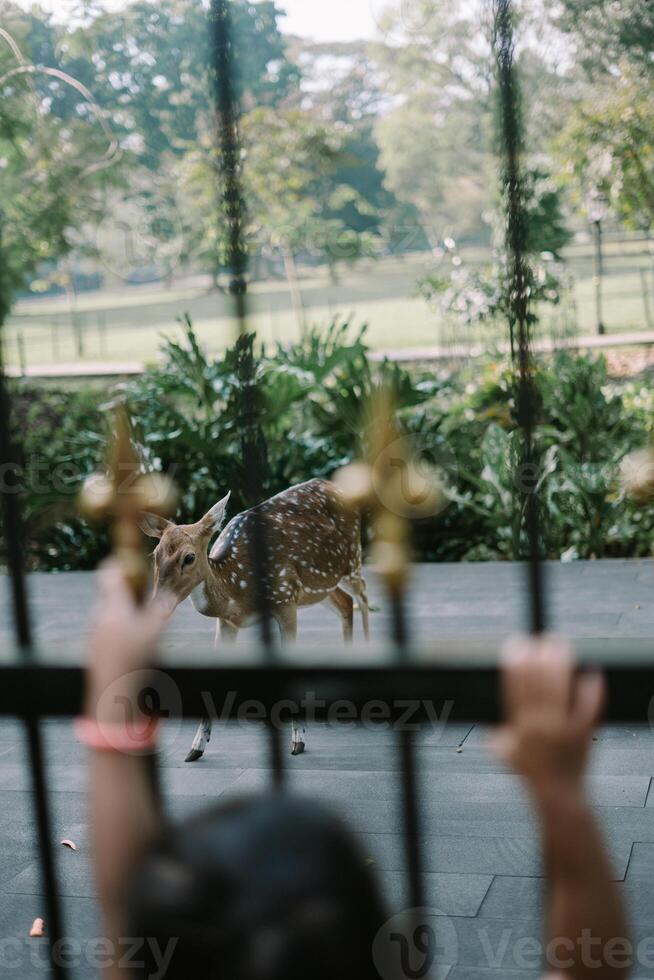 Deer at the Presidential Palace in Bogor, peacefully grazing on the lush grounds. photo