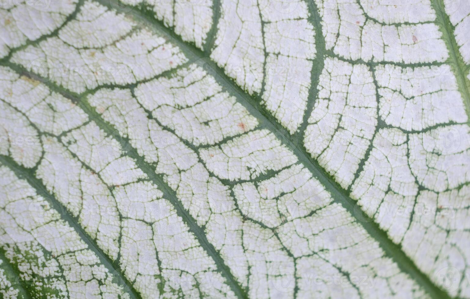 Abstract green leaf texture, Leaves background photo