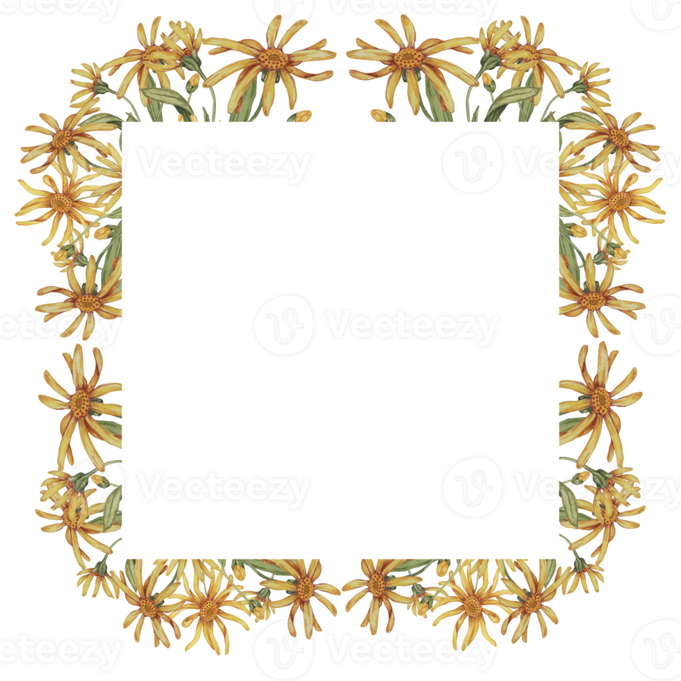 Arnica flowers in a square frame template. Mountain tobacco watercolor illustration, isolated for printing, greeting card, quote, gift tag, labels in cosmetics, herbal medicine, creams, ointments png