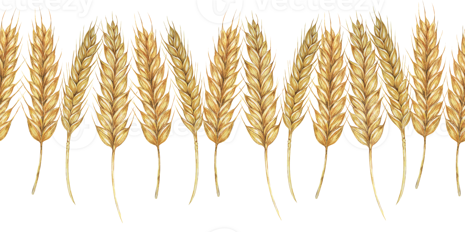 Wheat stalks seamless border, barley ears ribbon. Watercolor illustration for harvest celebration, rustic designs, beer, bread, farming themes. Clipart for textiles, packaging, backgrounds, banner png