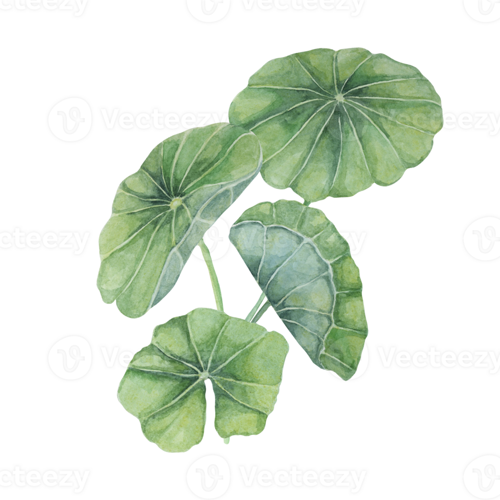 Centella asiatica, gotu cola green bouquet. Hand drawn Asiatic pennywort composition, watercolor botanical illustration, isolated for cosmetics, packaging, beauty, labels, sticker, dietary supplements png