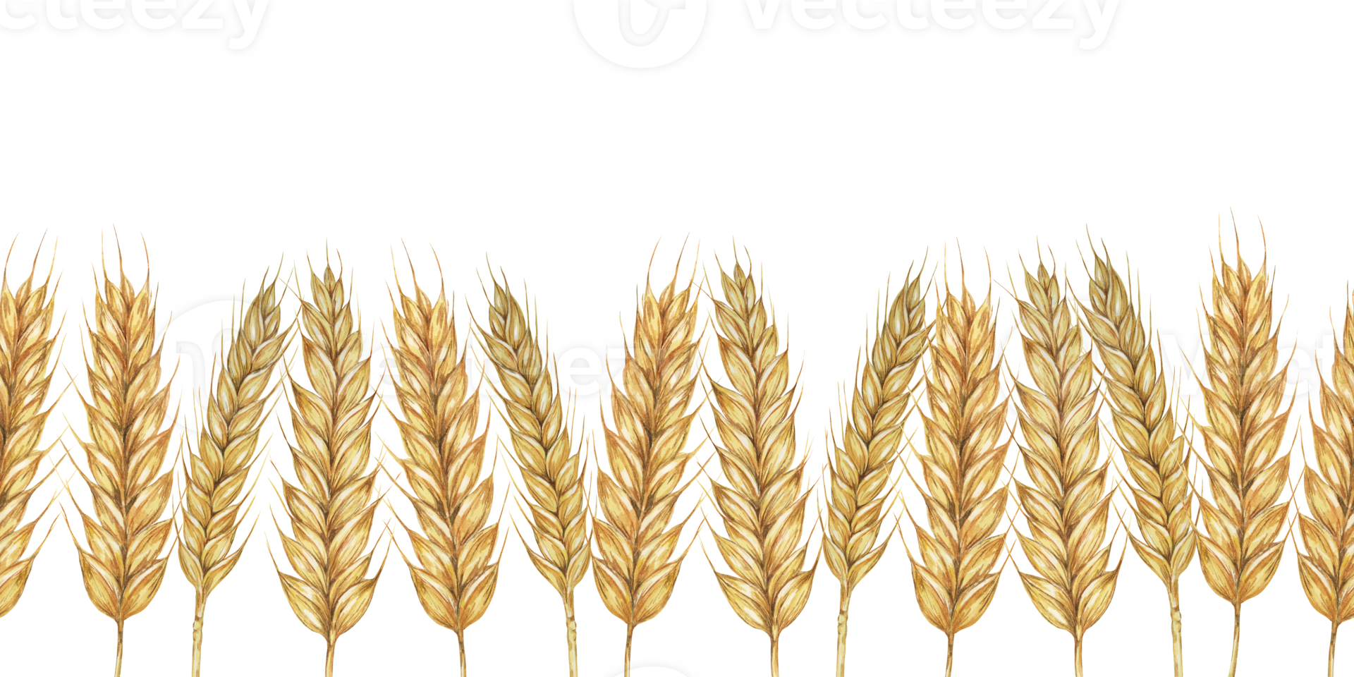 Wheat stalks seamless border, barley ears ribbon. Watercolor illustration for harvest celebration, rustic designs, beer, bread, farming themes. Clipart for textiles, packaging, backgrounds, banner png