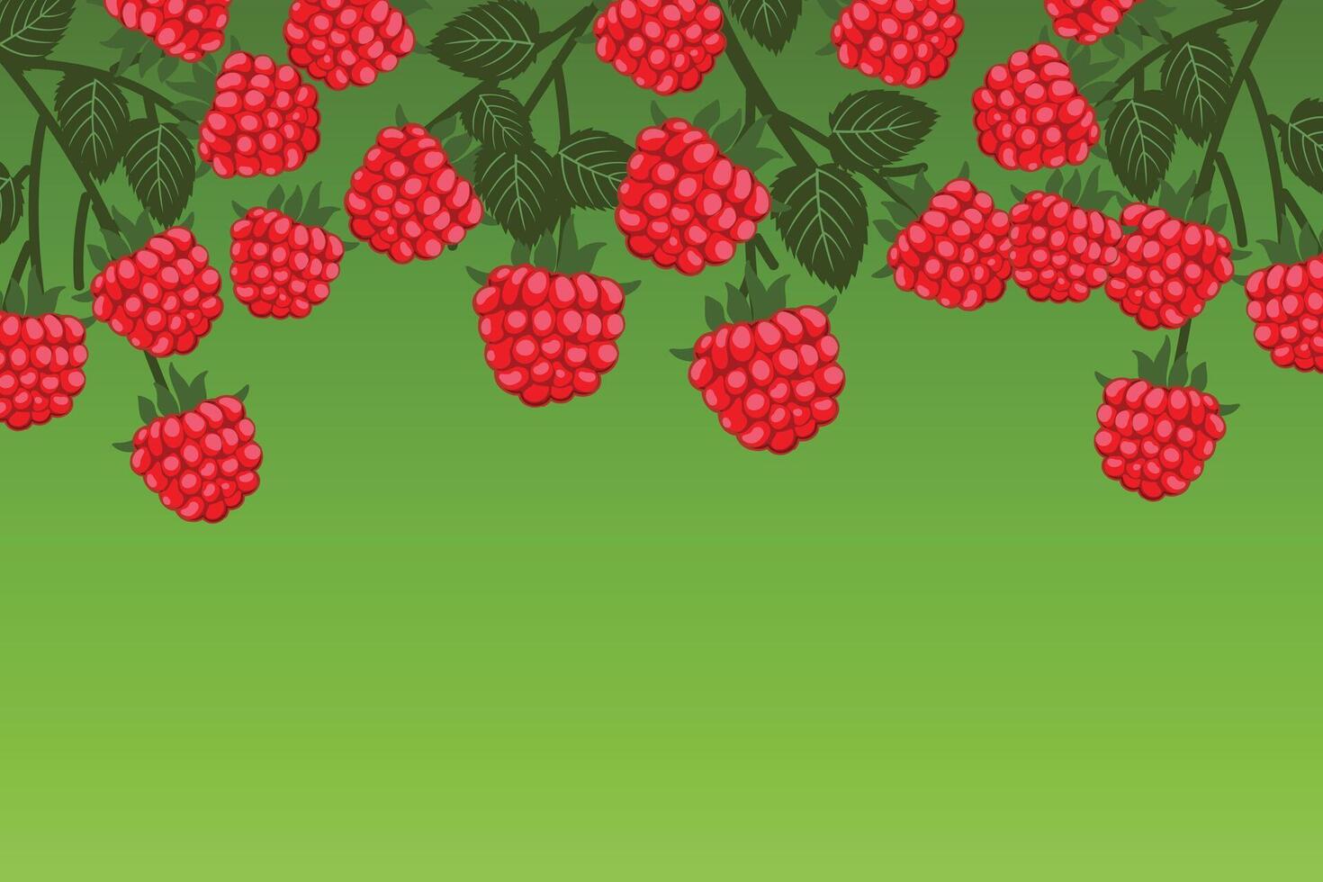 Raspberries on a branch background. Raspberry plant with ripe red raspberries on a green background. Fresh and juicy red berry on a branch. Summer concept. vector