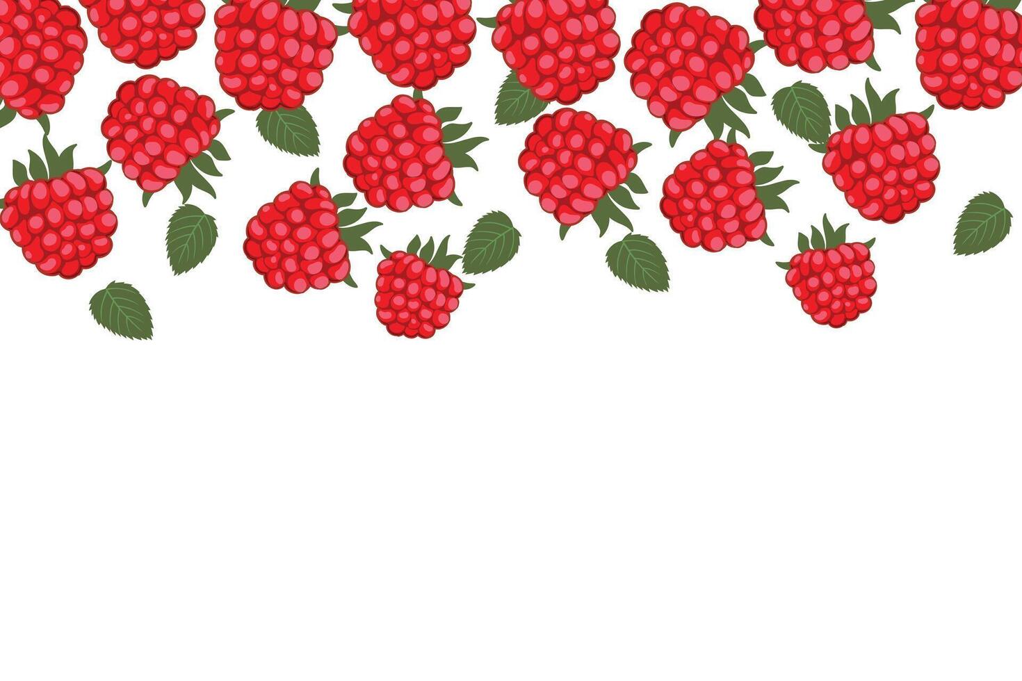 Fruit background with raspberries. Juicy ripe raspberry. Pink raspberries on a white background for banner, cover, label. Suitable for advertising raspberry juice, jam, desserts. Berry background. vector