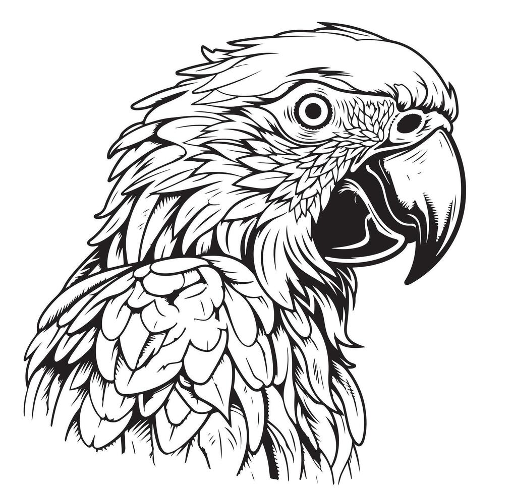 antique engraving drawing illustration of parrot head isolated on white background vector