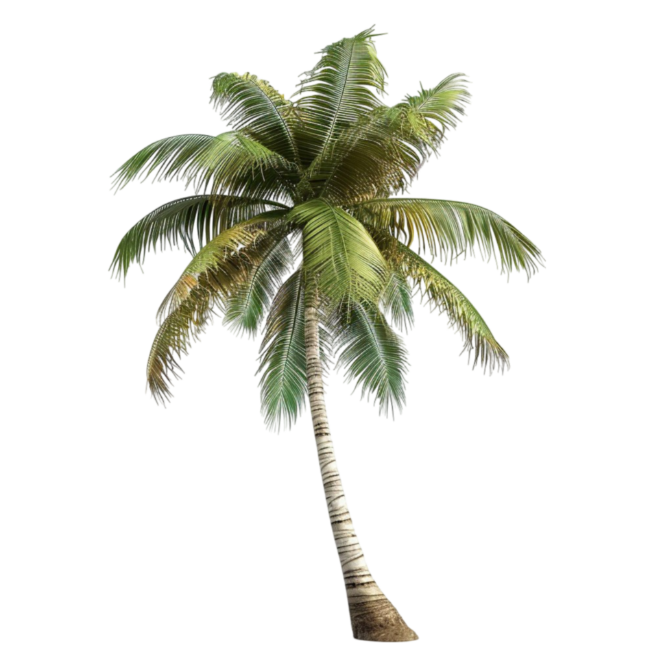 A Palm tree on a transparent background png