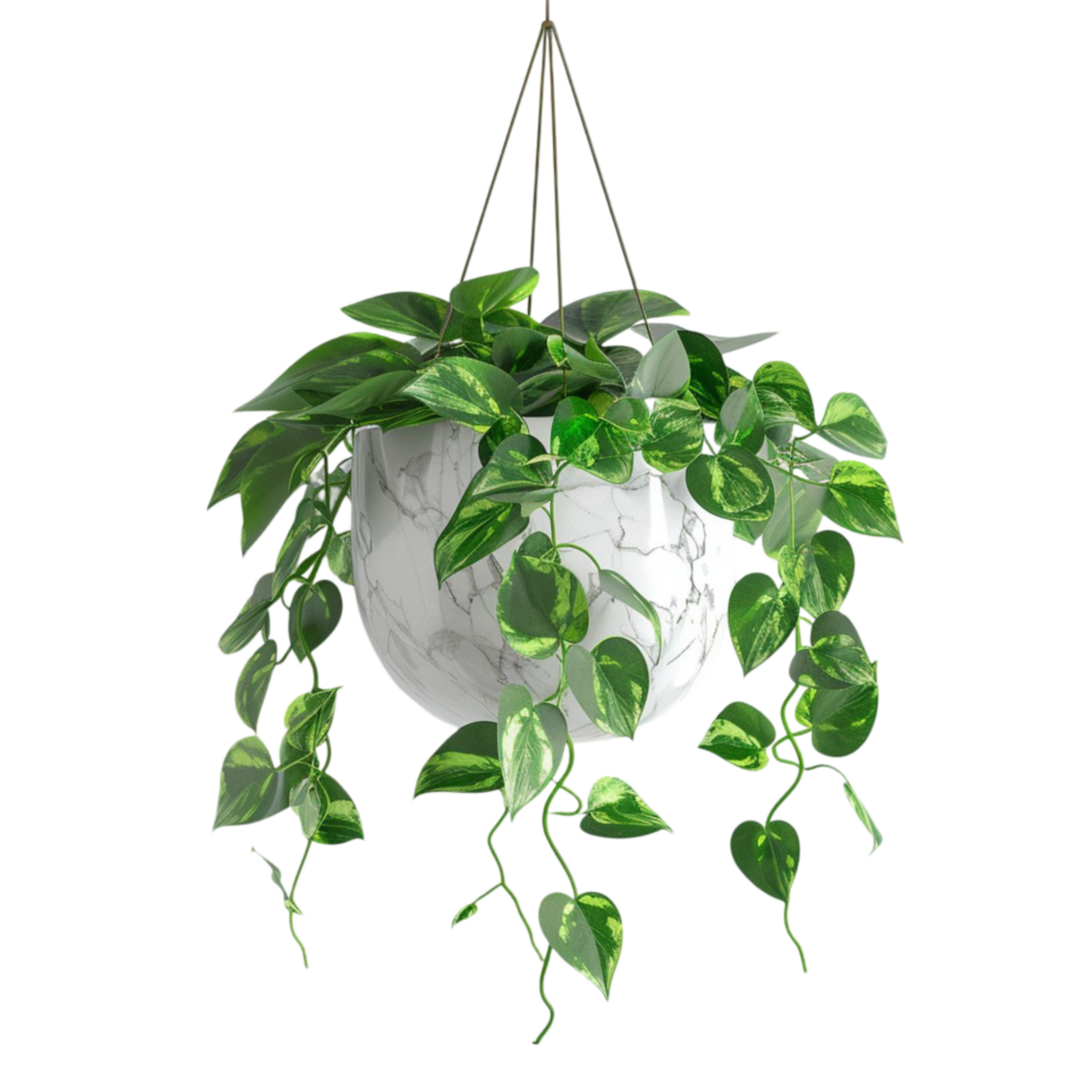 Hanging plant with green leaves on a transparent background png