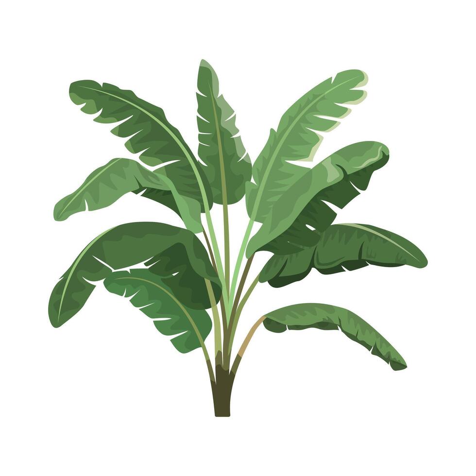 Tropical bananas palm tree. Design for banner, textile, wallpaper. Cartoon illustration. Isolated on white background vector