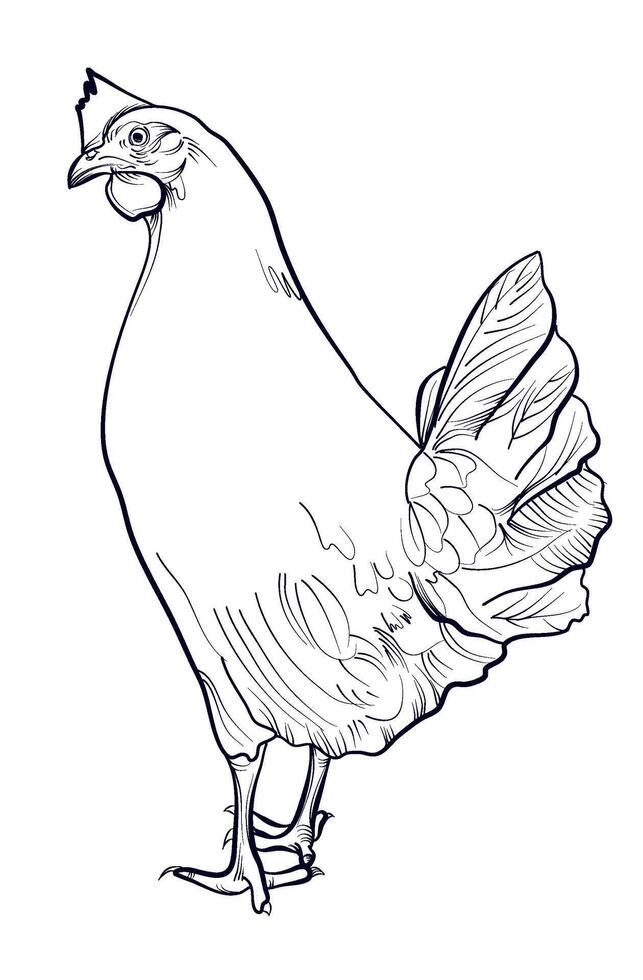 black and white hand drawn chicken vector