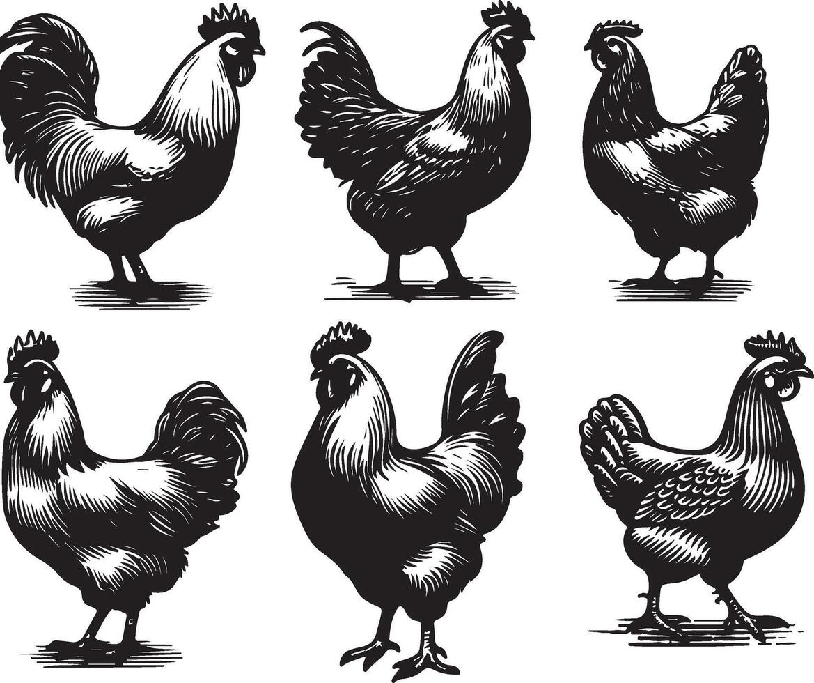 hen bundle black vector