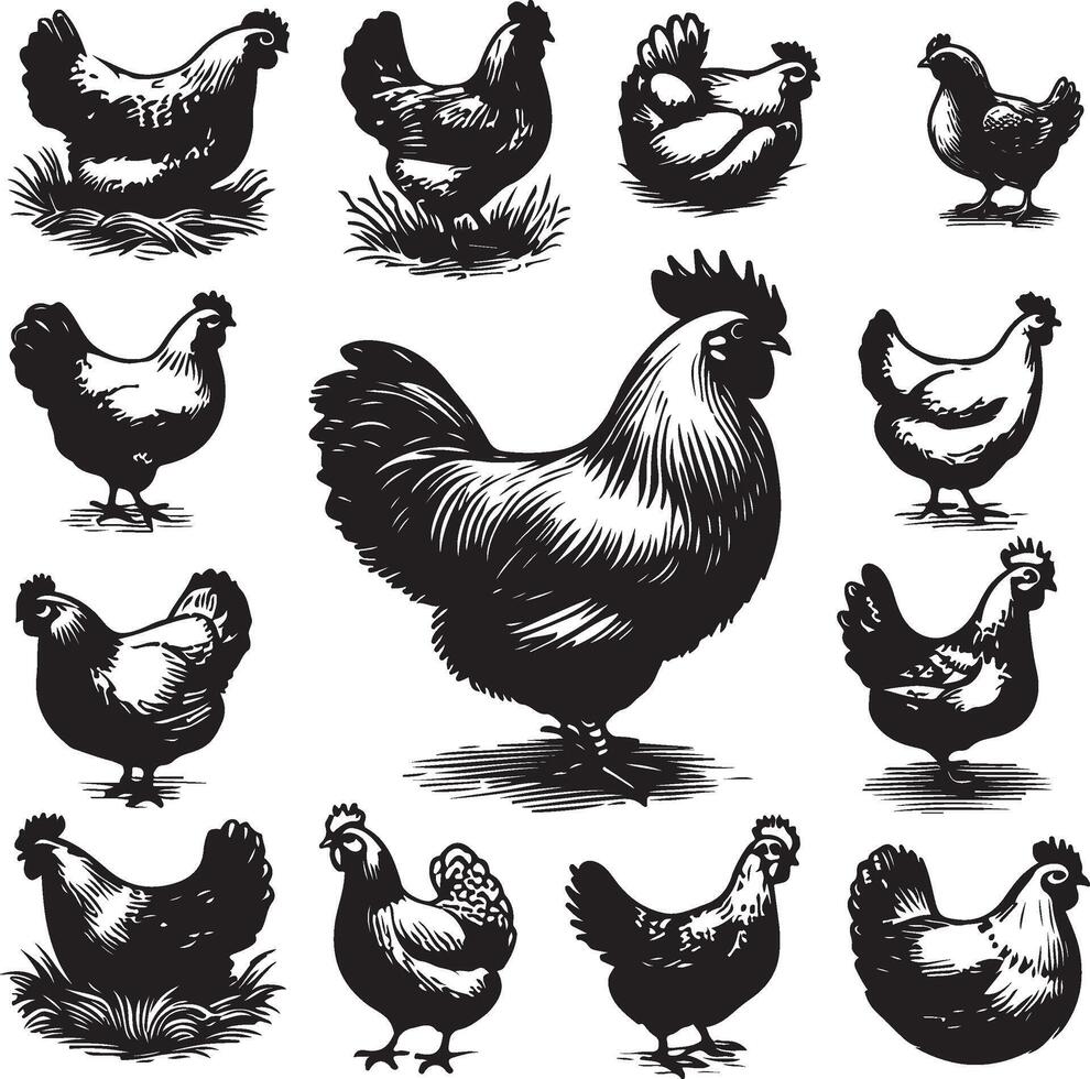 hen bundle black vector