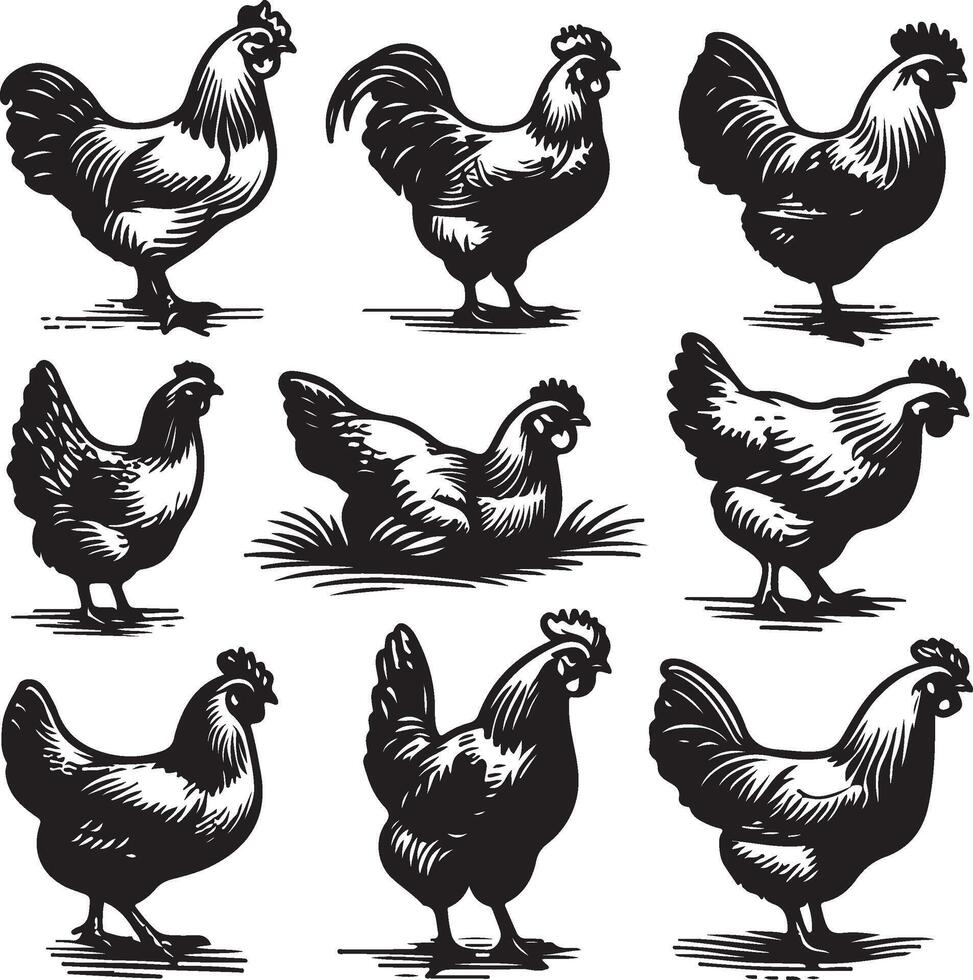 hen bundle black vector