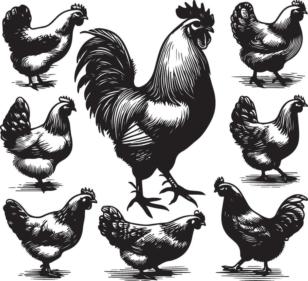 hen bundle black vector